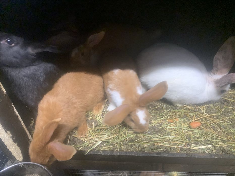 Налични зайци различни породи