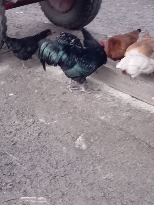 Cucoș austrolorp pe negru