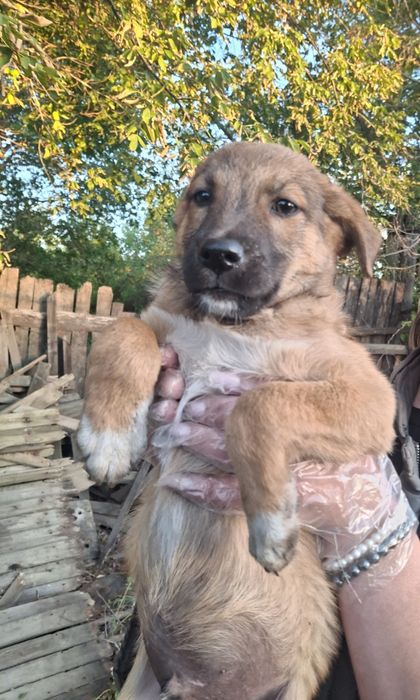 Срочно отдам хорошеньких щенков