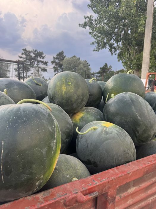 lubenita dabuleni, neagra si vargata engross/angro, de cutit