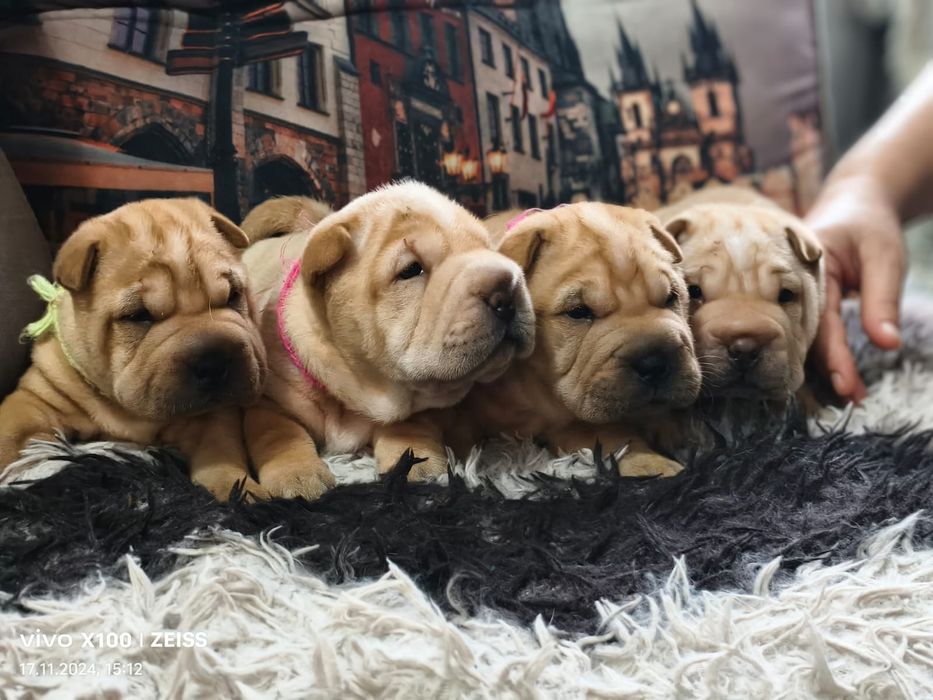 Очаровательные щенки шарпея.