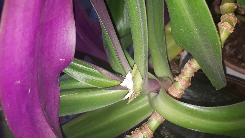 Лапрантус.кактусы.рео.Дом.цветы.