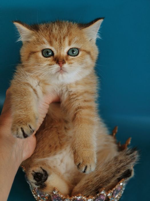 Котята Золотые Шиншиллы