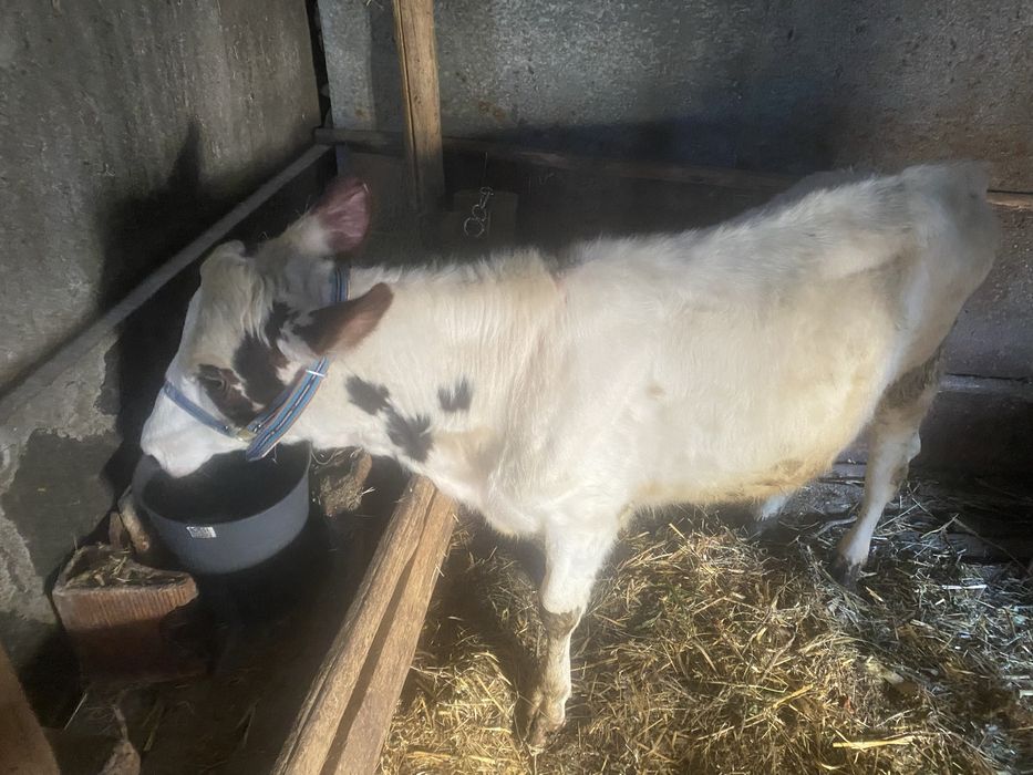 Женско теле за дамазлък