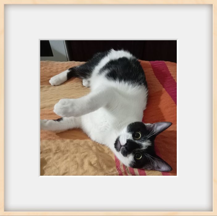 Търся дом за коте