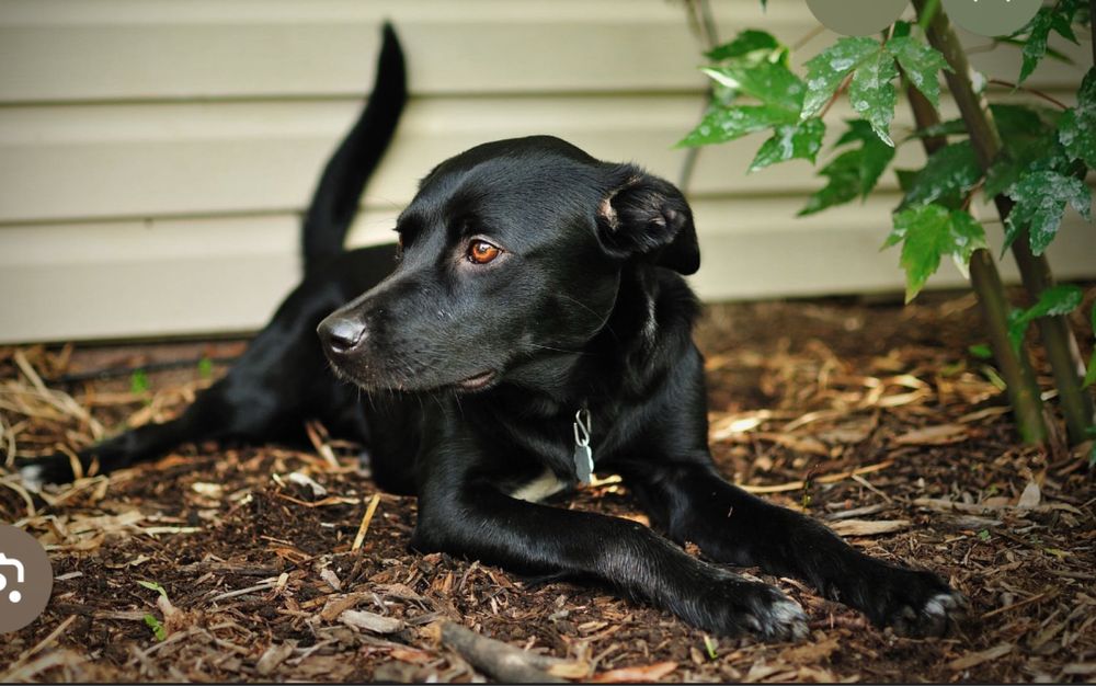 Собака собака в добрые руки