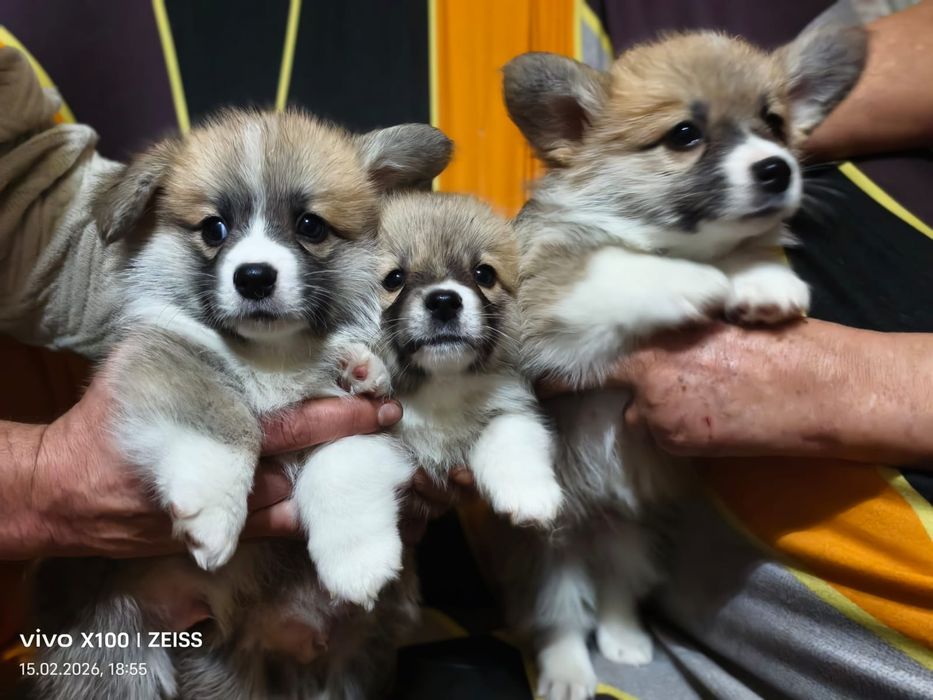 Очаровательные щенки вельш корги пемброк.