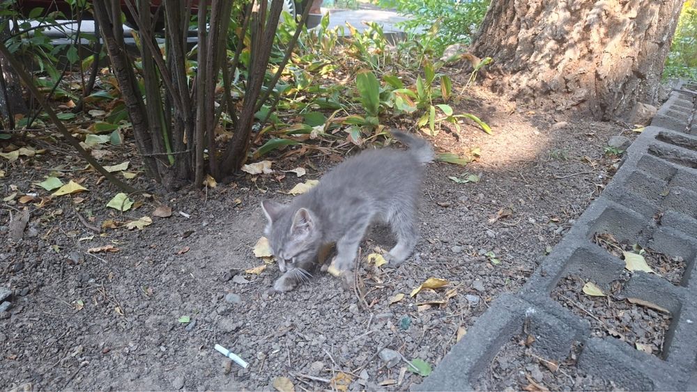 Отдам котят милашек