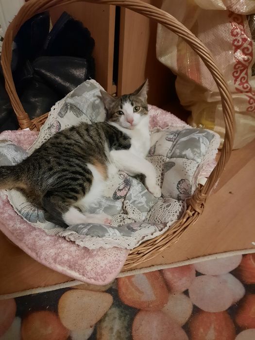 Молодая хорошая кошка