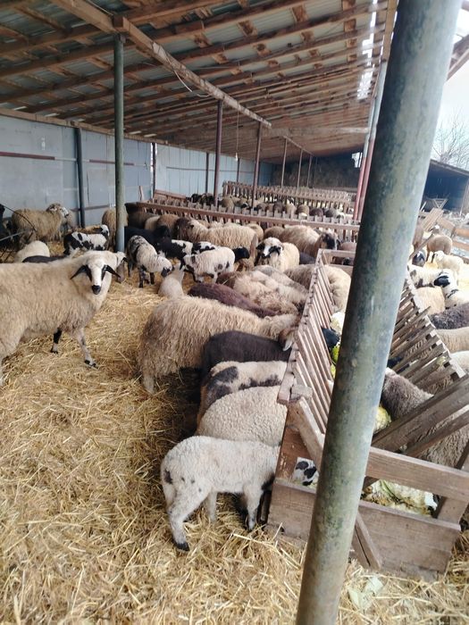 Miei de vanzare pentru paste