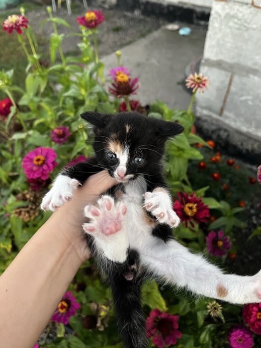 котята за шоколадку