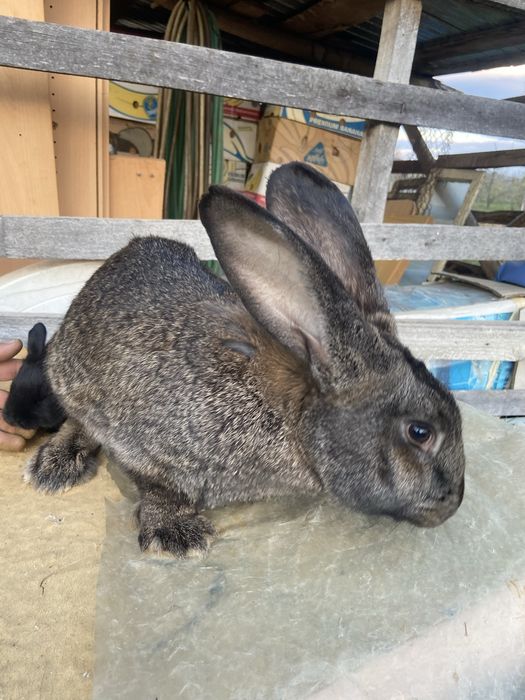 Iepuri sacrificare si reproducere