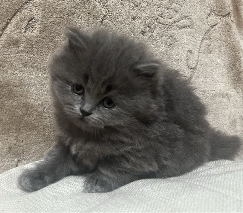 Pisoi British Shorthair