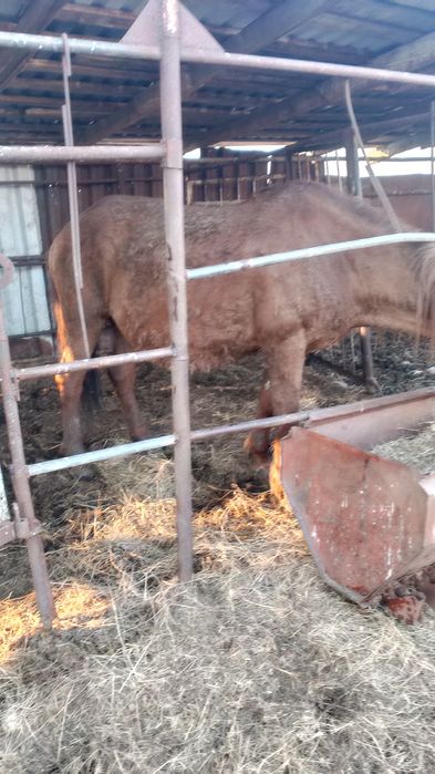 Продам кабылу и жеребчика