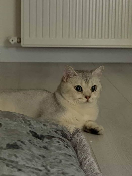 Britanski zolotiy shinshila