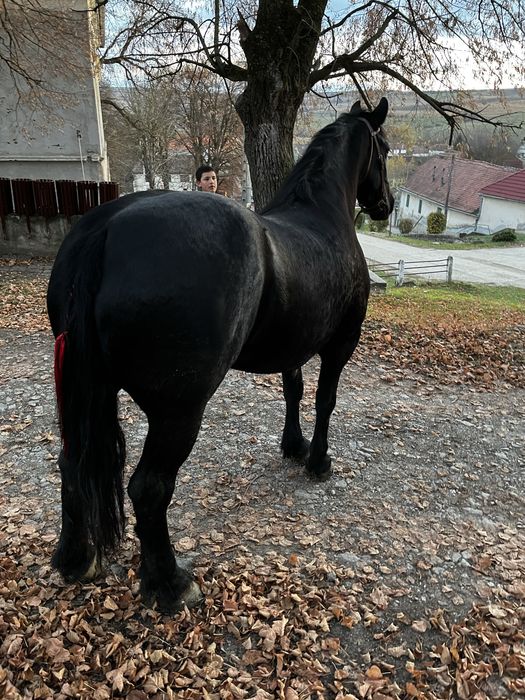 De vanzare iapa de 4 anii!! Sau schimb! Si cu ATV!!