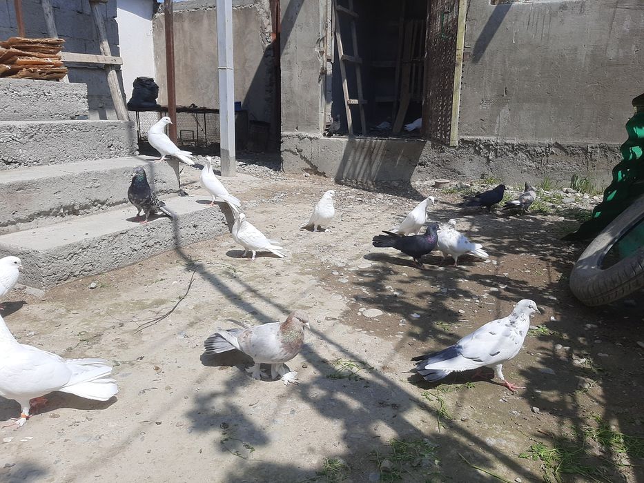 Широкохвостые Голубий продаётся