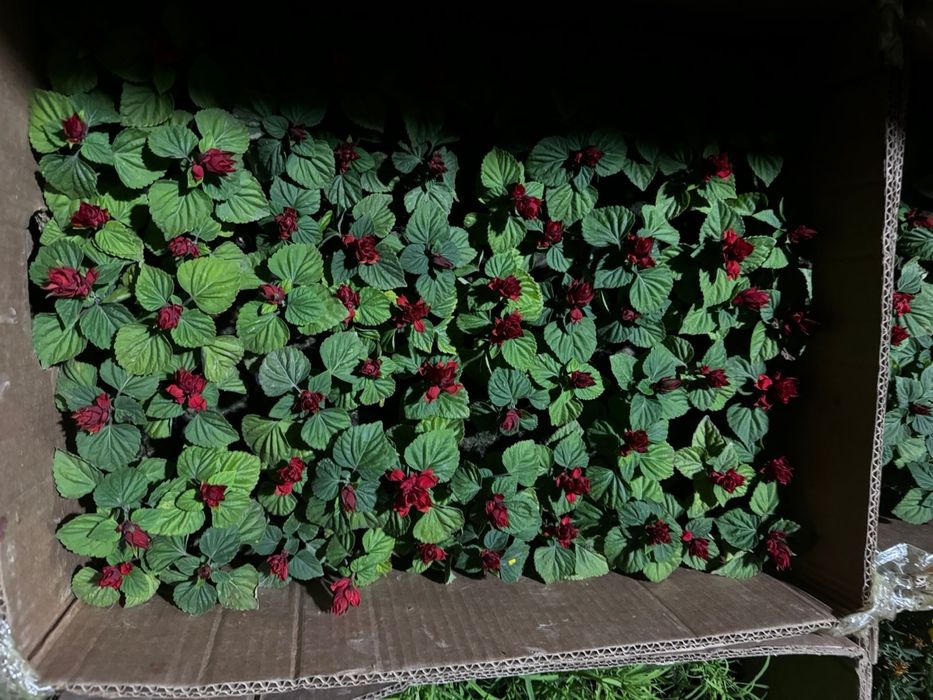 Петуния озеление опт розница