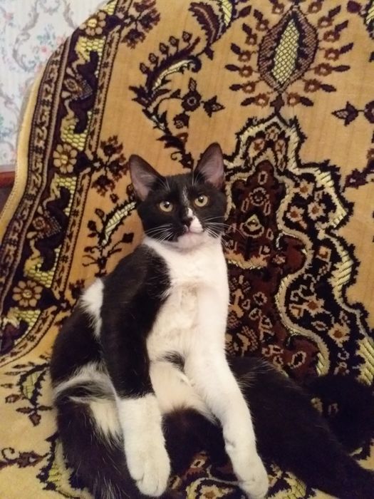 Котёнок  девочка