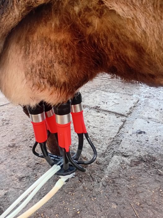 Vând vaca cu vițel