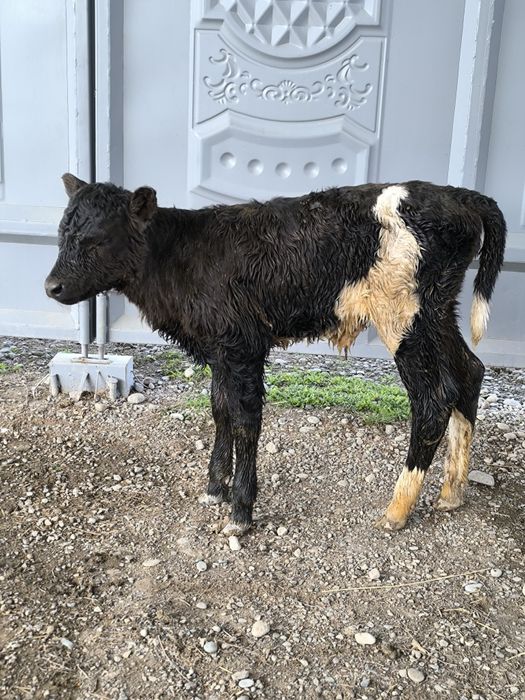 Продается теленок телка