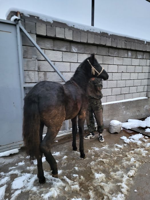 Тай семіз 2025ж.