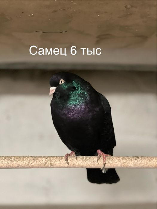 Продам голубей,птица здоровая и плодная ,вольная но не гоненая