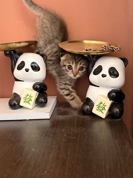 Вислоухий британский котенок