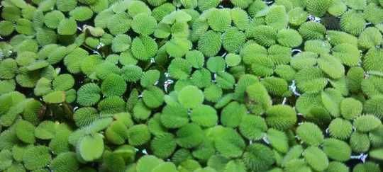 Плаващо аквариумно растение Салвиния
