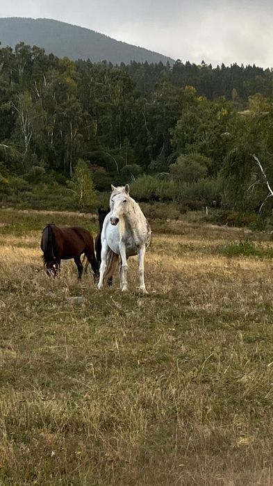 Бие сатылады 550 к торг бар