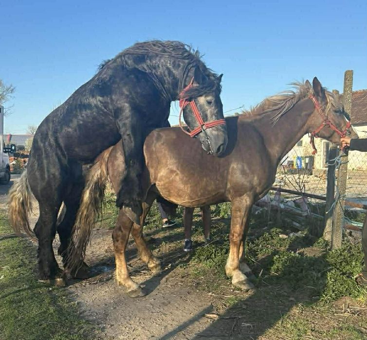 Vand iapa cu manza !