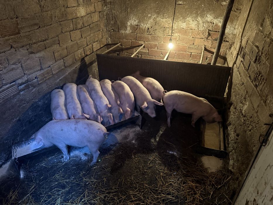 Прасета от 20-26 до 27 кг