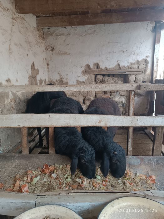 Qochqorlar toza semiz