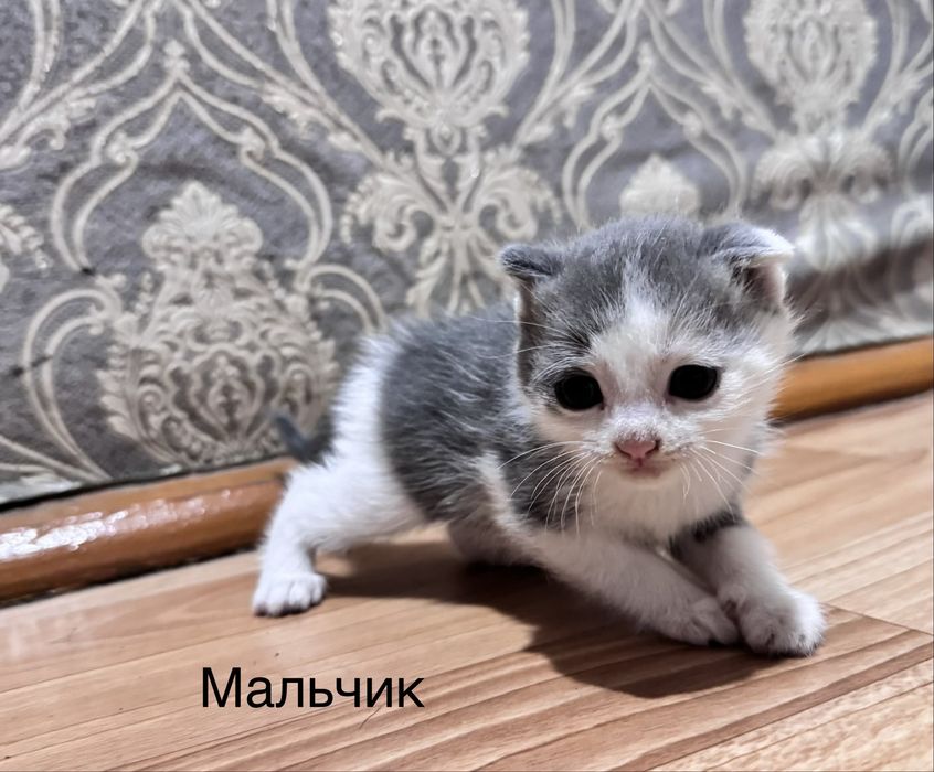 Отдадим котят в хорошие руки бесплатно вислоухие