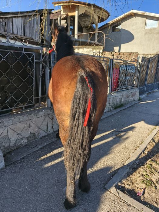 Mânz de vânzare din cai mari