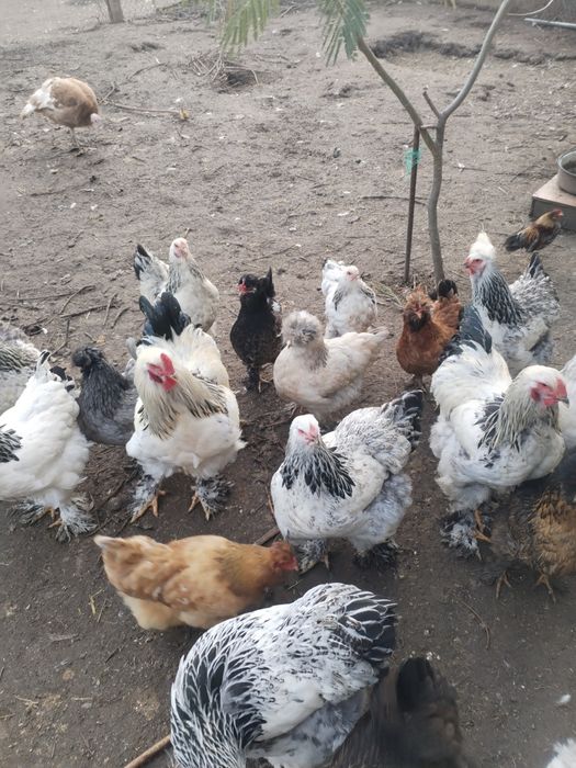 Se vând găini din 2025