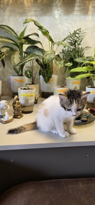 Котёнок девочка 2 месяца