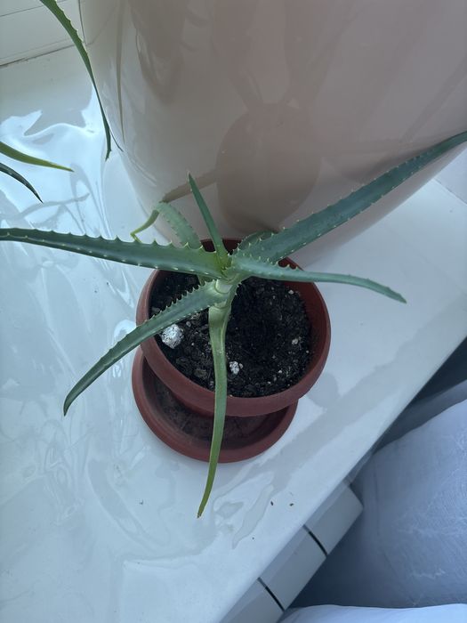 Алоэ молодой 1000