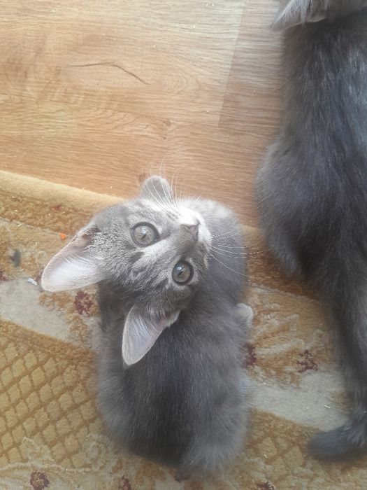 Котята в добрые руки