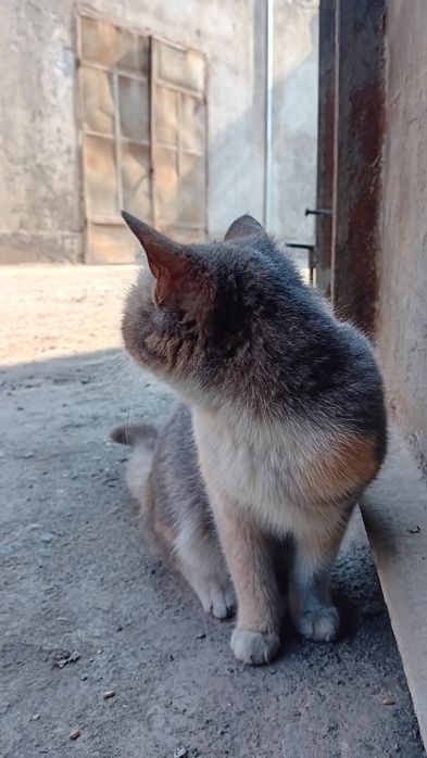 Mushuk sotilad shu