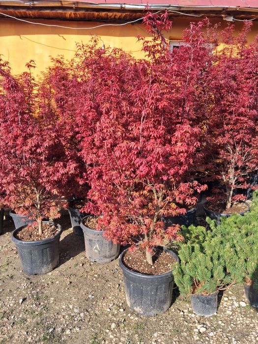 Potinia laur englezesc pin