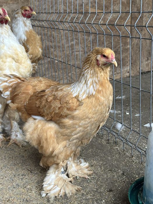 Brahma lemon tineret