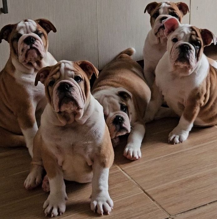 Щенки английского бульдога