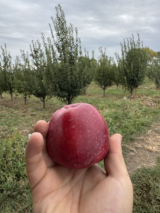Яблоневый сад (apple garden)