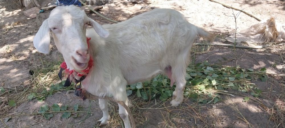 Rassiskiy echkilar sotiladi