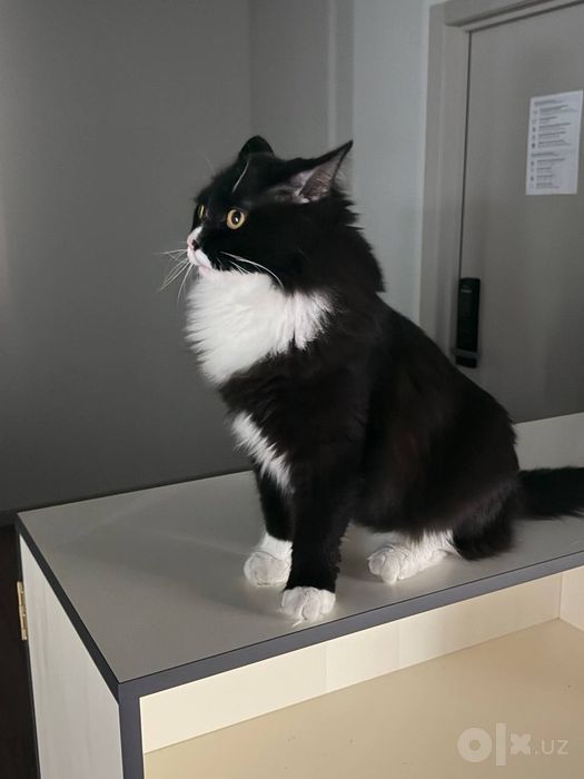Котик мальчик кастрат
