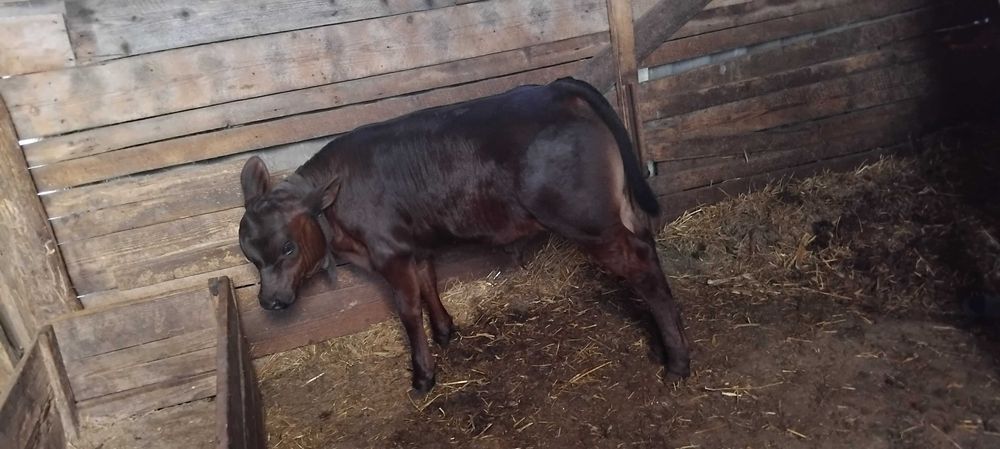 Tauras de vanzare