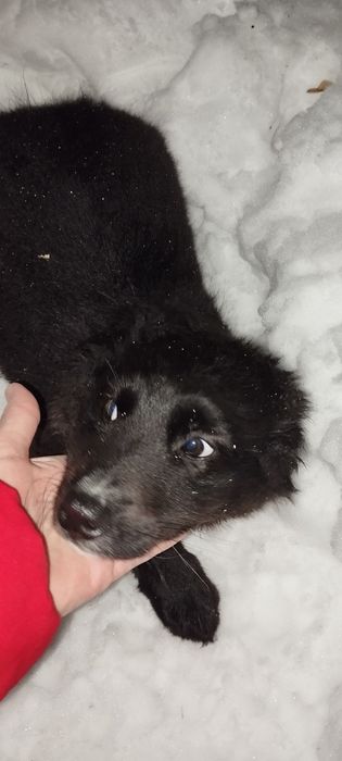 Отдам щенка в добрые руки