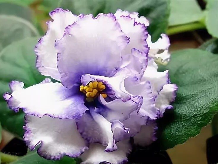 Продам срочно детки сортовых фиалочек !!!