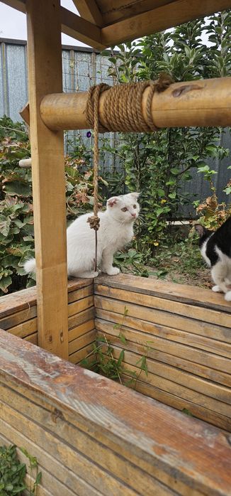 Вислоухий котенок